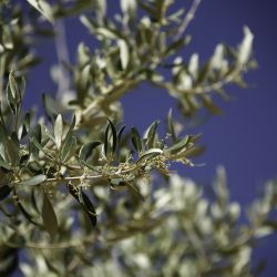 Olea europaea subsp. europaea var. sylvestris