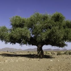 Olea europaea subsp. europaea var. sylvestris