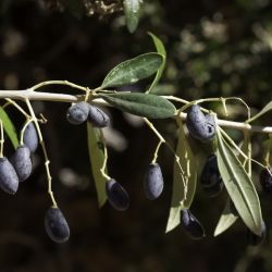Olea europaea subsp. europaea var. sylvestris