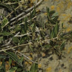 Phillyrea latifolia