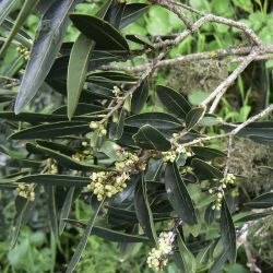 Phillyrea latifolia