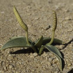 Ophioglossum polyphyllum