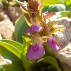 Anacamptis collina