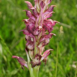 Anacamptis coriophora