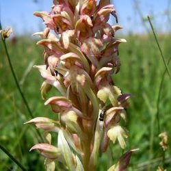 Anacamptis coriophora