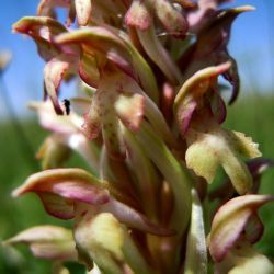 Anacamptis coriophora