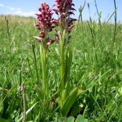 Anacamptis coriophora