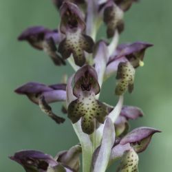 Anacamptis coriophora