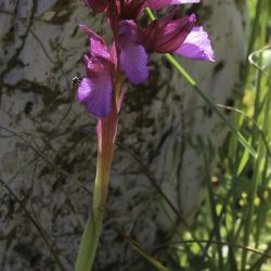 Anacamptis papilionacea subsp. grandiflora