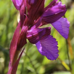 Anacamptis papilionacea subsp. grandiflora