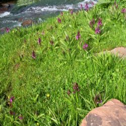 Dactylorhiza elata