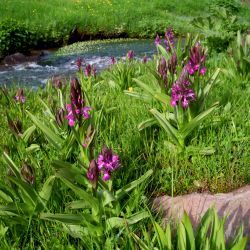 Dactylorhiza elata