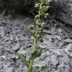 Epipactis tremolsii