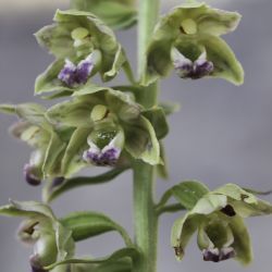 Epipactis tremolsii