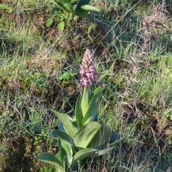 Himantoglossum robertianum