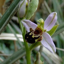 Ophrys apifera