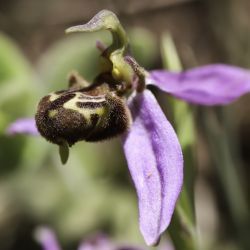Ophrys apifera