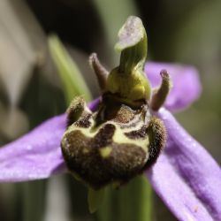 Ophrys apifera