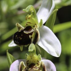 Orchidaceae