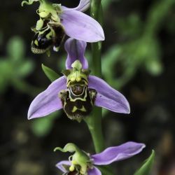 Ophrys apifera