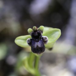 Ophrys bombyliflora