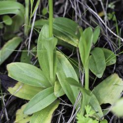 Ophrys bombyliflora
