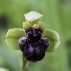 Ophrys bombyliflora