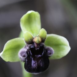 Ophrys bombyliflora