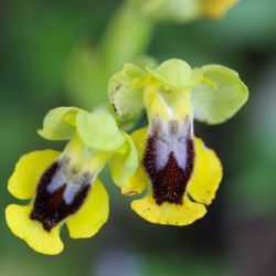 Ophrys lutea