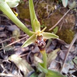Ophrys scolopax subsp. apiformis