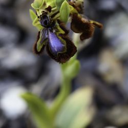 Ophrys speculum