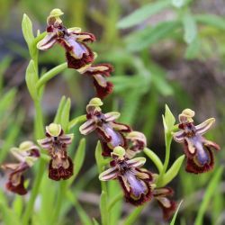 Ophrys speculum