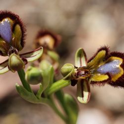 Ophrys speculum