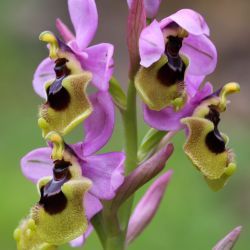 Ophrys tenthredinifera subsp. ficalhoana