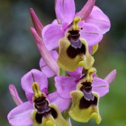 Ophrys tenthredinifera subsp. ficalhoana
