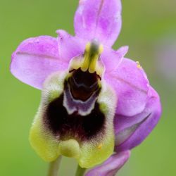 Ophrys tenthredinifera subsp. ficalhoana