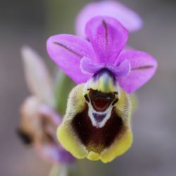Orchidaceae