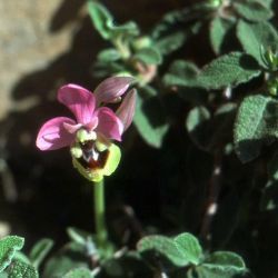 Ophrys tenthredinifera