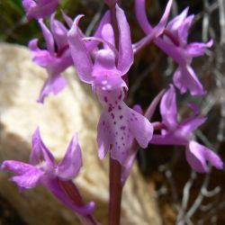 Orchis mascula subsp. mascula