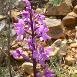 Orchis mascula subsp. mascula