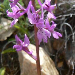 Orchis mascula subsp. mascula