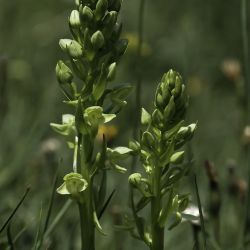 Platanthera algeriensis