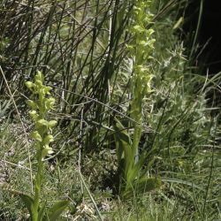 Platanthera algeriensis