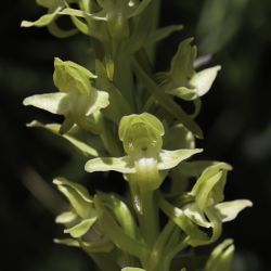 Platanthera algeriensis