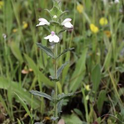 Bartsia trixago