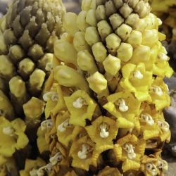 Cistanche lutea