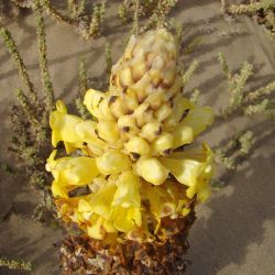 Cistanche lutea