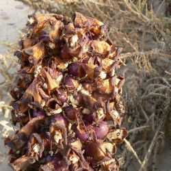 Cistanche lutea