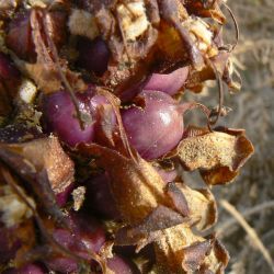 Cistanche lutea