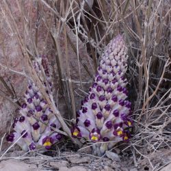 Cistanche violacea